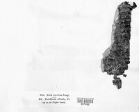 Patellaria atrata image